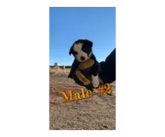 6 weeks old Border collie puppies for sale