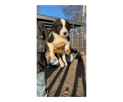 6 weeks old Border collie puppies for sale - 2