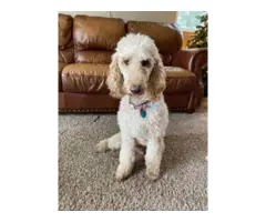 3 AKC red poodle puppies for sale - 5
