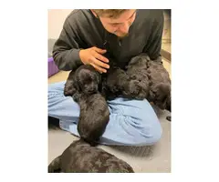 5 Labradoodle Christmas Puppies - 8