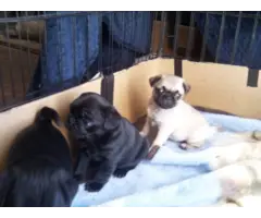8 purebred pug puppies available