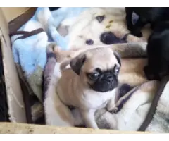 8 purebred pug puppies available - 2