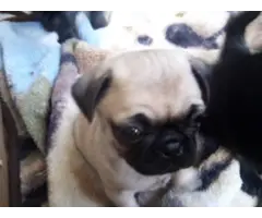 8 purebred pug puppies available - 3