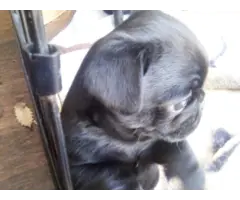 8 purebred pug puppies available - 4