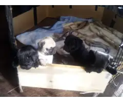 8 purebred pug puppies available - 5