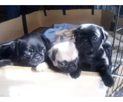 8 purebred pug puppies available - 6