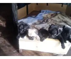 8 purebred pug puppies available - 7