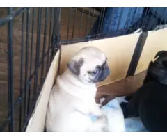 8 purebred pug puppies available - 8