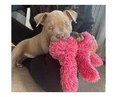 Beautiful American Bully pups for sale. - 3