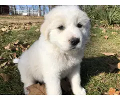 Great Pyrenees Puppies, LGD
