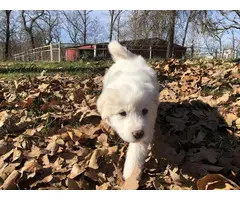 Great Pyrenees Puppies, LGD