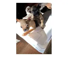 6 Frenchton puppies available