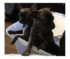 6 Frenchton puppies available - 2