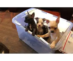 6 Frenchton puppies available - 3