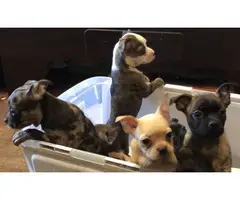 6 Frenchton puppies available - 4
