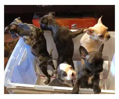 6 Frenchton puppies available - 6