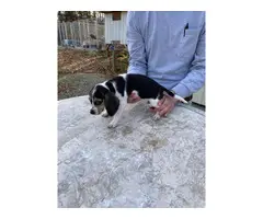 Tri-colored AKC Beagle puppies - 2