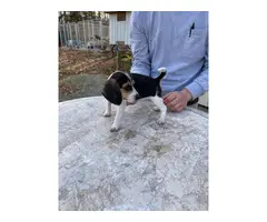 Tri-colored AKC Beagle puppies - 3