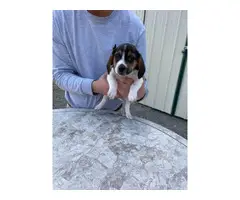 Tri-colored AKC Beagle puppies - 7