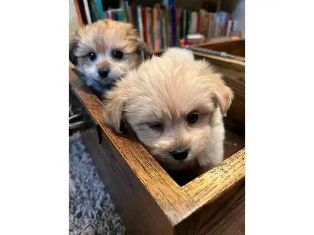 6 Shiranian puppies for sale - 2/4