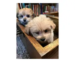 6 Shiranian puppies for sale - 2