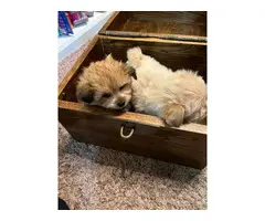 6 Shiranian puppies for sale - 3