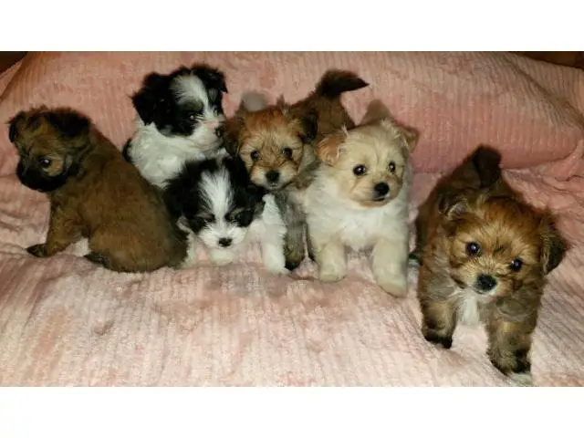 6 Shiranian puppies for sale - 4/4