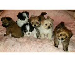 6 Shiranian puppies for sale - 4
