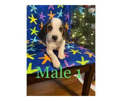 3 Beagle puppies looking for homes
