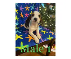 3 Beagle puppies looking for homes - 2