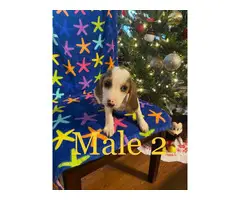 3 Beagle puppies looking for homes - 3