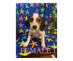 3 Beagle puppies looking for homes - 5