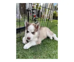 3 Husky puppies for sale - 2