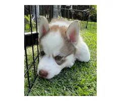 3 Husky puppies for sale - 3