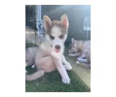 3 Husky puppies for sale - 4