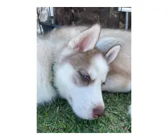3 Husky puppies for sale - 5