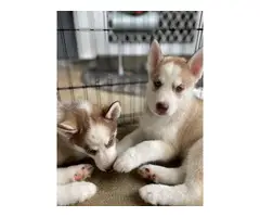 3 Husky puppies for sale - 6