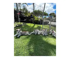 3 Husky puppies for sale - 7
