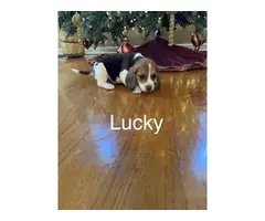 Sweet Beagle puppies - 2
