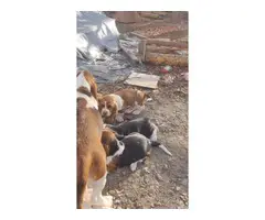 4 Bassett Hound Puppies - 4