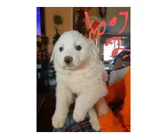 6 weeks old Pyrenees puppies just in time for Christmas - 2