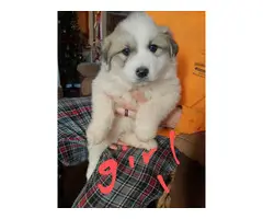 6 weeks old Pyrenees puppies just in time for Christmas - 3