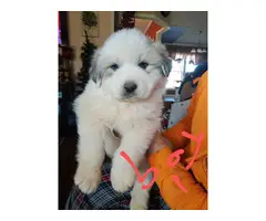 6 weeks old Pyrenees puppies just in time for Christmas - 4