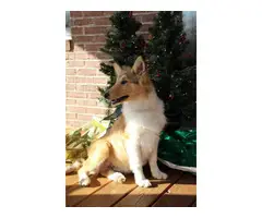 Male AKC Rough Collie Puppy for Sale