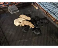 9 standard poodle puppies available - 1