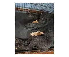 9 standard poodle puppies available - 7