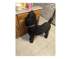 9 standard poodle puppies available - 10
