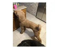 9 standard poodle puppies available - 11
