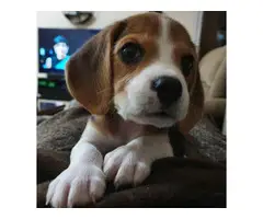 Adorable beagle available - 1
