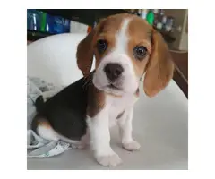 Adorable beagle available - 2